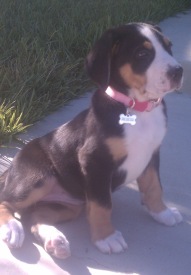 new puppy blog picture new puppy blog picture